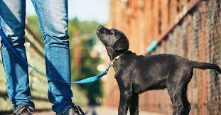 Picture of dog leash training